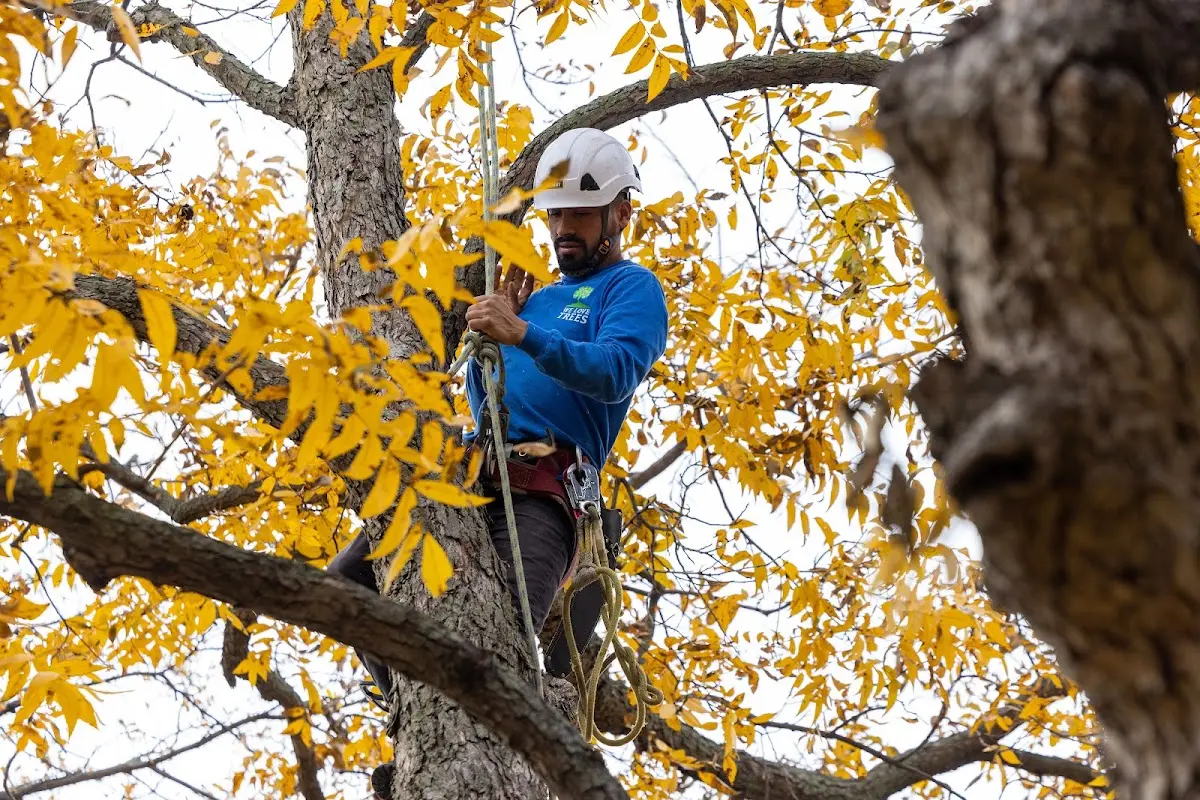 Skilled Storm Damage Cleanup crew working in Cottage Grove